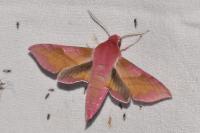 Deilephila porcellus