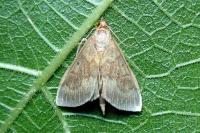 Ostrinia nubilalis/scapulalis