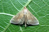 Ostrinia nubilalis/scapulalis