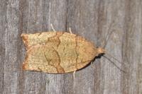 Pandemis cerasana