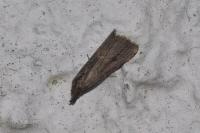 Schrankia costaestrigalis
