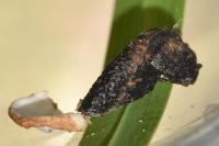 Coleophora anatipennella