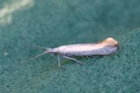 Coleophora anatipennella