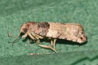Gypsonoma aceriana