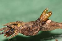 Gypsonoma aceriana
