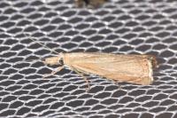 Chrysoteuchia culmella