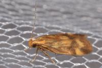 Mirificarma flavella