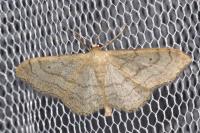 Idaea aversata