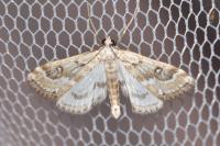 Parapoynx stratiotata