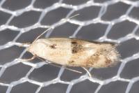 Elachista maculicerusella