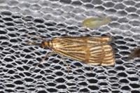Chrysocrambus linetella