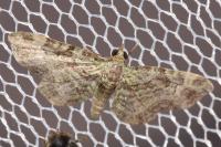 Pasiphila rectangulata