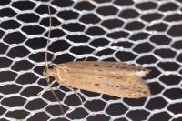 Limnaecia phragmitella