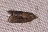 Endothenia quadrimaculana