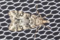 Eudonia lineola