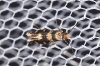 Triaxomasia caprimulgella