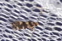 Triaxomasia caprimulgella