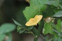 Camptogramma bilineata
