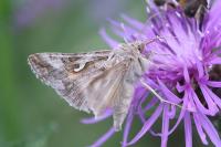 Autographa gamma
