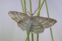 Idaea macilentaria