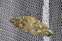 Cleorodes lichenaria