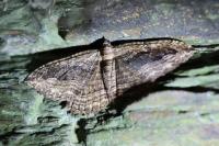Philereme transversata