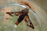 Pyropteron chrysidiforme