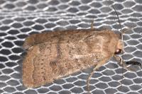 Hoplodrina octogenaria