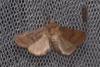 Hoplodrina octogenaria