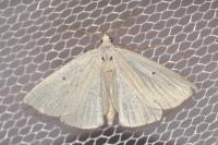 Macrochilo cribrumalis