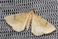 Gandaritis pyraliata