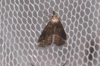 Schrankia costaestrigalis