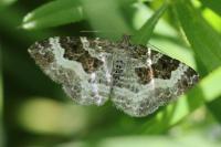 Epirrhoe alternata