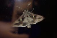 Autographa gamma