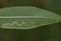 Phyllocnistis valentinensis