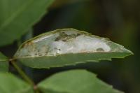 Caloptilia cuculipennella