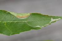 Caloptilia cuculipennella