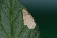Lyonetia prunifoliella