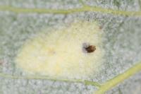 Phyllonorycter comparella