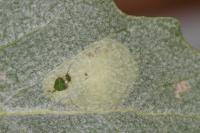 Phyllonorycter comparella