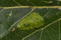 Phyllonorycter comparella