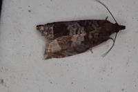 Ancylis achatana