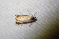 Chrysocrambus linetella