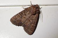 Mesapamea secalella/secalis