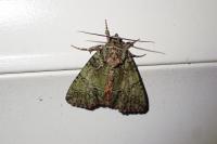 Polyphaenis sericata