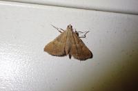 Endotricha flammealis