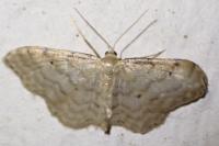 Idaea fuscovenosa