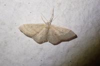 Idaea straminata