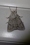 Acronicta aceris