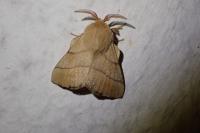 Malacosoma neustria